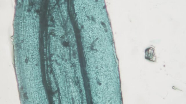 Microscopic view of texture of pith of broccoli stem, extreme close up of vegetables texture.