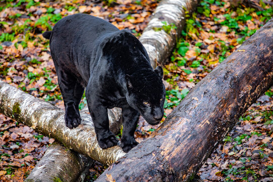 Jaguar in the forest