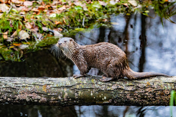 River otter (Lutra lutra) on a log above the water in the forest © Andrey Tishin