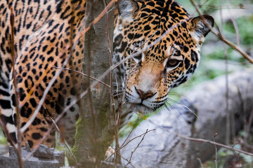 Fototapeta premium Jaguar in the woods