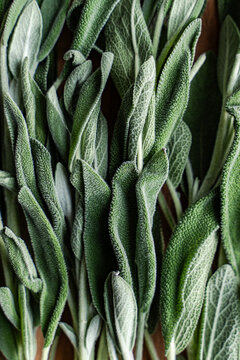Close-up view of fresh sage herb leaves with texture