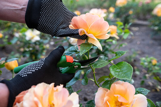 Man trimming orange roses with pruning shears in beautiful summer garden, floral maintenance concept