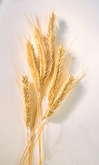  Roggen&auml;hre, Roggen, Getreide, isoliert, &Auml;hren