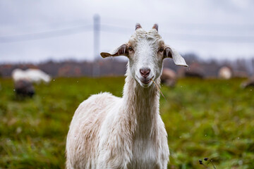 Fototapeta premium Goat in the pasture eating grass, close-up