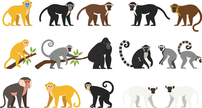 Set of various monkey and primate characters including gorilla lemur baboon and golden monkey in different natural poses isolated on white background