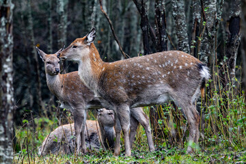 Spotted deer (Cervus nippon) in the forest undergrowth