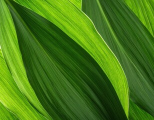 Lush Green Leaves with Natural Texture and Pattern in Bright Light