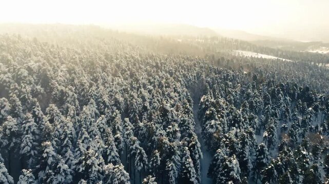 Bolu Drone Kar orman