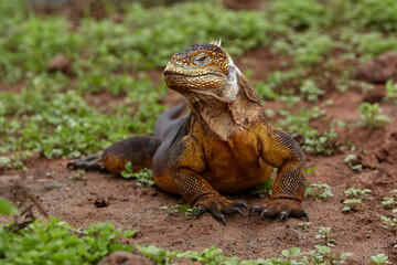 Fototapeta premium The terrestrial iguana, particularly the Galápagos Land Iguana (Conolophus subcristatus), is an iconic species found on the Galápagos Islands. 