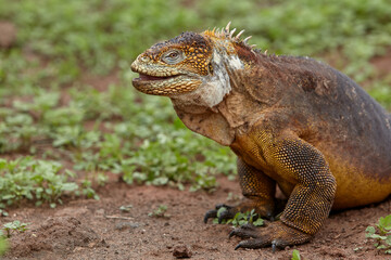 Fototapeta premium The terrestrial iguana, particularly the Galápagos Land Iguana (Conolophus subcristatus), is an iconic species found on the Galápagos Islands. 