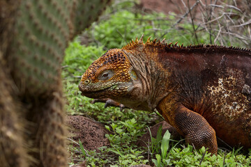 Fototapeta premium The terrestrial iguana, particularly the Galápagos Land Iguana (Conolophus subcristatus), is an iconic species found on the Galápagos Islands. 