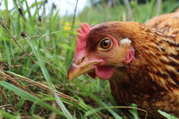 Fototapeta premium A beautiful brown chicken with a red comb forages in lush green grass, its head down, keenly observing its natural environment.