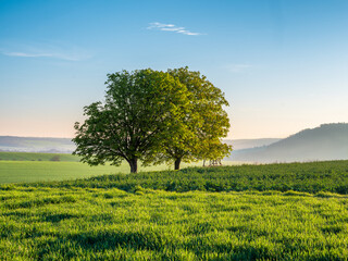 Typical agricultural Landscape of green fields with solitary trees in spring, Saxony-Anhalt, Germany