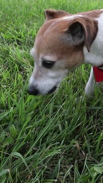 Small dog is walking in nature and eating green grass. A red scarf is an accessory on the neck. vertical video footage