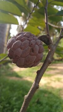 Close-Up Video Ripe Custard Apple Fruit Growing on Tree in Natural Garden, Tropical Sugar Apple