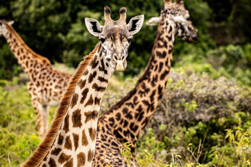 Giraffe looking at camera in natural African habitat
A wild giraffe looking directly at the camera, with two other giraffes in the background in a green African landscape. Powerful wildlife safari ima