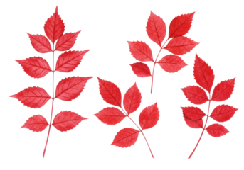 Four high-fidelity watercolor botanical studies of delicate red leafy branches (crimson, scarlet) with fine detail and visible brushstrokes, isolated on a transparent background. Concept of artistic