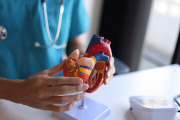 Doctor using heart model to explain blood flows direction.