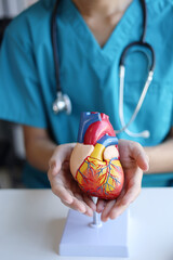 Doctor using heart model to explain blood flows direction.