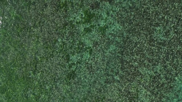 Aerial abstract of tropical coastal water as the drone rises vertically, revealing underwater patterns and calm sea surface ripples