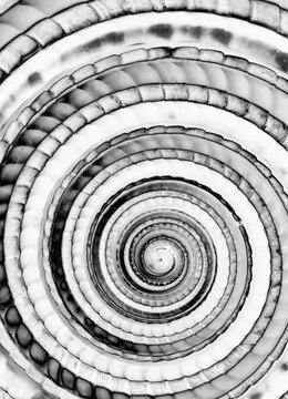 Sundial Seashell in black and white