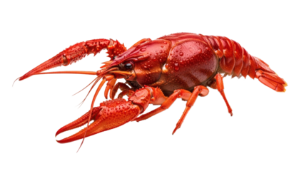 A vibrant red crawfish isolated against a stark black background