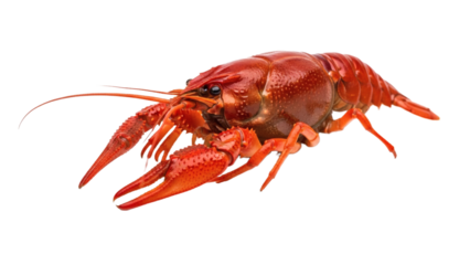 A striking red crawfish isolated against a deep black background