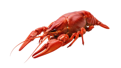 A vibrant red crawfish isolated against a stark black background display