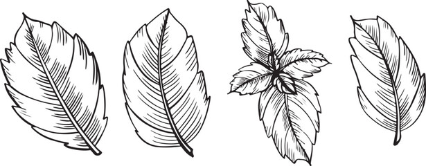 Hand-drawn graphics of mint leaves in various shapes and sizes. The set includes detailed illustrations of individual leaves and a cluster of leaves.