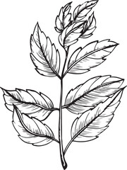 Hand-drawn illustration of mint leaves with detailed outlines. The leaves are arranged on a single stem, showcasing their distinct shape and texture.