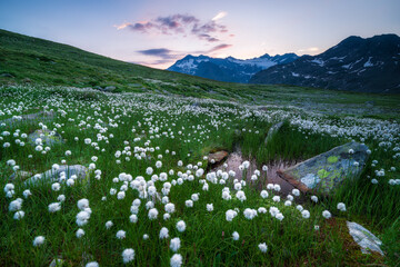 Obraz premium High-resolution wide-angle shot of a cotton grass meadow in the Alps. Features snowy mountain range, reflection pool, and dawn sky. Perfect for travel and environmental themes.