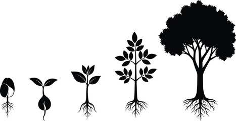 Obraz premium Plant growth stages from seed to mature tree silhouette, nature lifecycle development illustration set for education and environment concepts