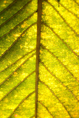Detailed Close-Up of Leaf With Vibrant Yellow and Green Textures
