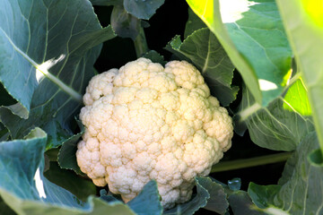 Fresh Cauliflower Among Green Leaves in Garden Setting