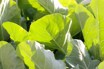 Fresh Vibrant Green Leaves with Sunlight in a Natural Setting