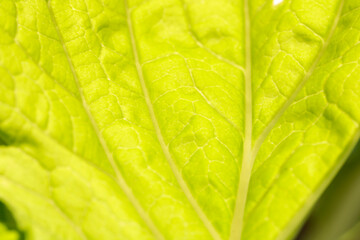 Close-Up Image of Vibrant Green Leaf Texture and Detail