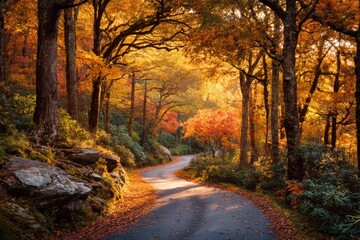 Winding road through trees with autumn leaves in a forest during late afternoon