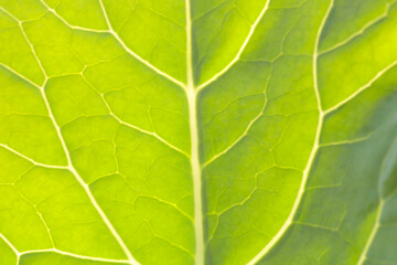 Close-Up of a Green Leaf Showing Detailed Veins and Texture