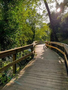 Nature trail with wooden pathway and sun peeking through forest trees