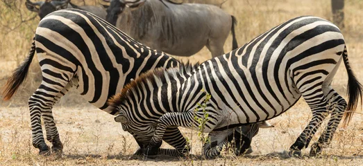 Sierkussen Wilde dieren Two zebras fighting in African savannah Two wild zebras fighting in the African savannah. Dramatic wildlife scene showing strength, competition and natural behavior in a safari environment.  © yehoram