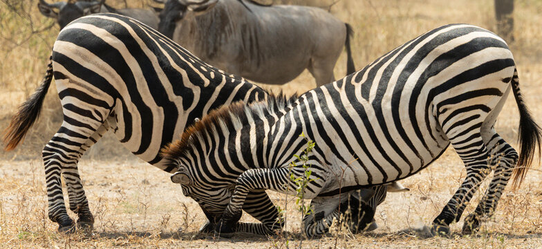 Two zebras fighting in African savannah
Two wild zebras fighting in the African savannah. Dramatic wildlife scene showing strength, competition and natural behavior in a safari environment. - Powered by Adobe