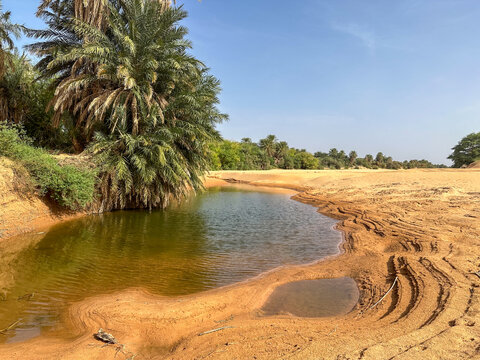 Azoueiga oasis in the Mauritanian desert. A small pool in the sand at the edge of the palm grove