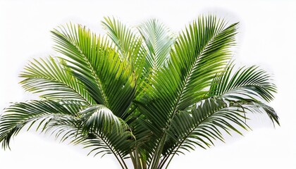 Obraz premium green areca palm isolated on white background cut out