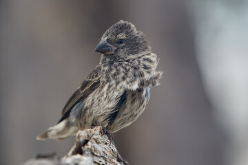 Darwin's finches on Isabela Island are world-renowned examples of adaptive radiation, having evolved unique beak shapes to suit different food sources across the Galápagos archipelago.