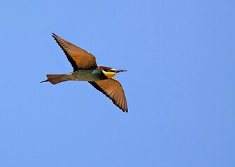 European bee-eater (Merops apiaster), Greece