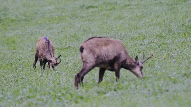 Two Alpine chamois females in the summer season (Rupicapra rupicapra)