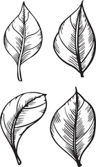 Hand-drawn graphics set of various leaf shapes and sizes. Each leaf features intricate details and unique textures, showcasing natural beauty.