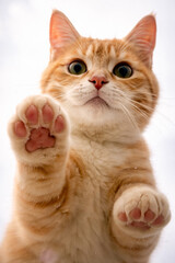 Curious cat paw on glass with tongue out