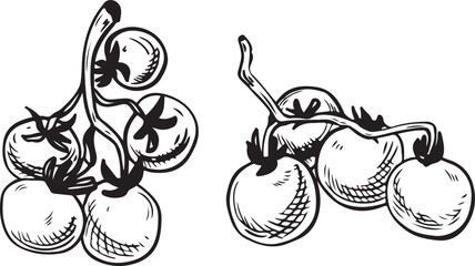 Hand-drawn illustration tomatoes in various arrangements. The illustration features three clusters of tomatoes with distinct shapes and sizes.