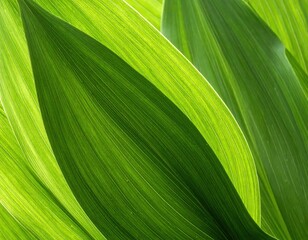 Vibrant Green Leaves with Detailed Texture and Light Reflections